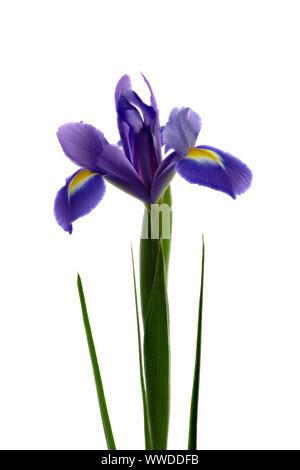 Belle fleur Iris bleu unique en photo sur un fond blanc Banque D'Images
