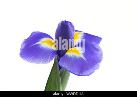 Belle fleur Iris bleu unique en photo sur un fond blanc Banque D'Images