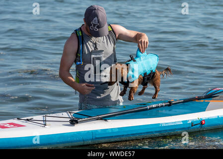 Chien de saucisse de Teckel sur une planche de surf de paddle, portant une aide à la flottabilité d'aileron de requin. Old Leigh Regatta sur l'estuaire de la Tamise Banque D'Images