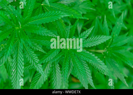La marijuana plante pousse dans le jardin Banque D'Images