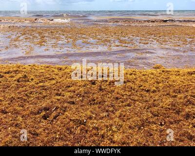 Sargassum seaweed sur plage, Tulum, péninsule du Yucatan, Mexique Banque D'Images