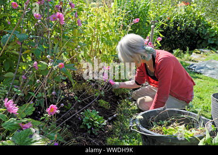 74 ans mature woman sitting on ground à désherber le jardin en automne Septembre Carmarthenshire Wales UK KATHY DEWITT Banque D'Images