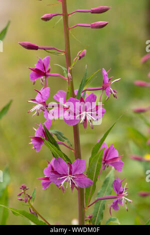 Rosebay willowherb épilobe ou ( Epilobium angustifolium) poussent à l'état sauvage, Dumfries, Ecosse SW Banque D'Images