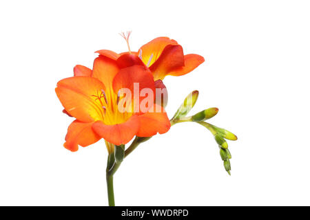 Freesia rouge et jaune fleurs et bourgeons isolés contre white Banque D'Images