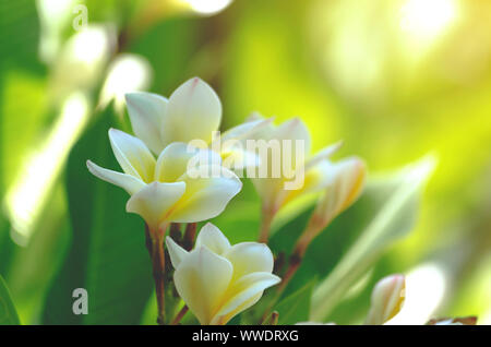 Plumeria blanc doux bouquet de fleurs sur la branche arbre en matin sur fond flou vert de la nature. Banque D'Images