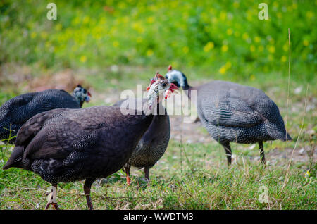 Quatre oiseaux pintade casquée choqué montrant sur grass field Banque D'Images