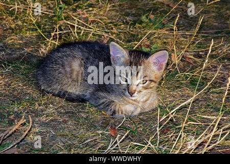 Chaton tigré gris portant sur gazon flétri avec pieds repliés sous Banque D'Images