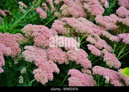 Roses de sedum 'Autumn Joy' fleurit à l'automne Banque D'Images