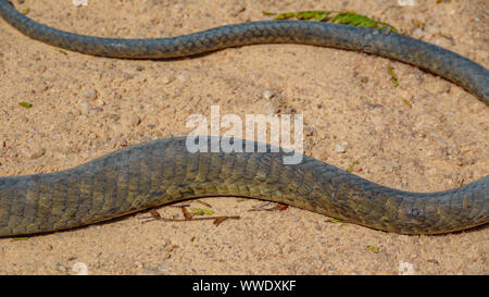 Dendroaspis polylepis, Black Mamba peau sur le terrain Banque D'Images