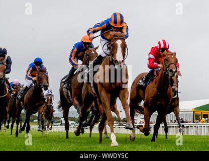 Curragh, Curragh, USA. 15 Sep, 2019. 15 septembre 2019 : Amour # 4, monté par Ryan Moore, gagne le Moyglare Stud Stakes pendant deux jours de semaine des Champions de l'Irlandais au Curragh Curragh, en Irlande. Scott Serio/Eclipse Sportswire/CSM/Alamy Live News Banque D'Images