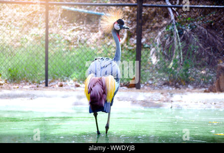 Grue couronnée de l'Afrique de l'Ouest dans le zoo en Thaïlande pour beau spectacle Banque D'Images