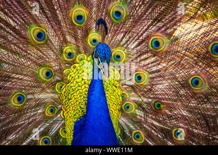 Un paon mâle montrant ses plumes, Kauaii, New York. Image couleur. Banque D'Images