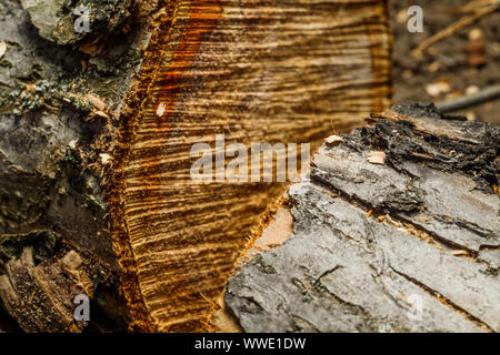 Bu un vieil arbre. Une pomme. La transformation du bois. La texture. Banque D'Images