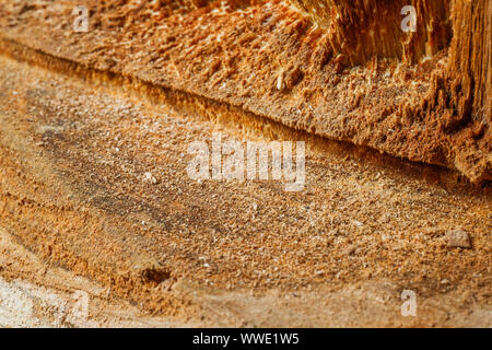 Bu un vieil arbre. Une pomme. La transformation du bois. La texture. Banque D'Images