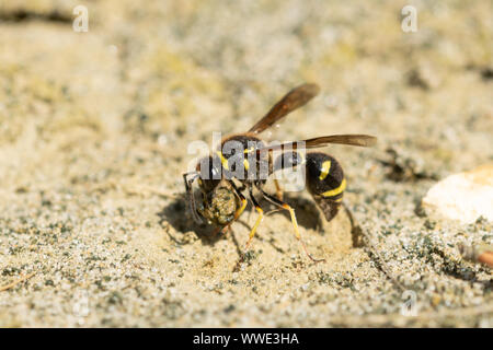 Heath potter wasp (Eumenes coarctatus) recueillir une boule d'argile pour construire son nid pot à Surrey, UK Landes Banque D'Images