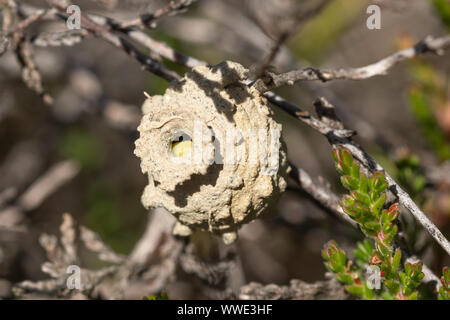 Heath potter wasp (Eumenes coarctatus) pot nid construit d'argile entre heather juste après avec une chenille Banque D'Images