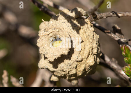 Heath potter wasp (Eumenes coarctatus) pot nid construit d'argile entre heather juste après avec une chenille Banque D'Images