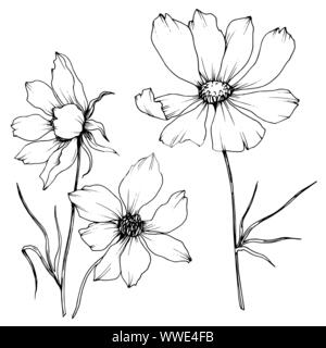 Vector floral cosmos fleurs botanique. Gravée en noir et blanc L'art de l'encre de l'élément isolé cosmea illustration. Illustration de Vecteur