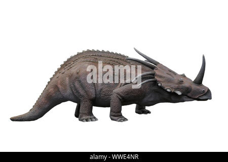 Portrait de styracosaurus isolé sur fond blanc.Styracosaurus est un dinosaure herbivore vivait à crétacé Banque D'Images