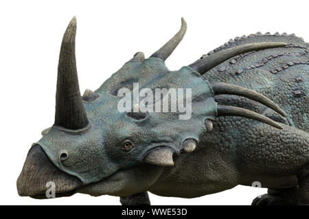 Portrait de styracosaurus isolé sur fond blanc.Styracosaurus est un dinosaure herbivore vivait à crétacé Banque D'Images