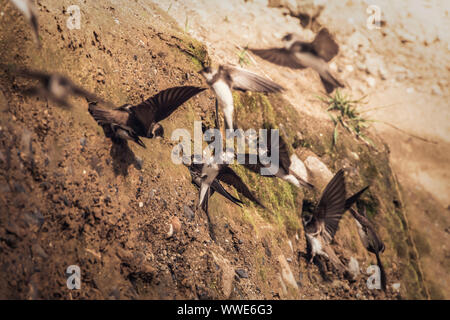 Colonie de Sand Martins (Riparia riparia), volant autour de leur nid des trous dans le mur de sable sur le rivage de la mer d'Irlande. Bray Head, dans le comté de Wicklow, Irlande. Banque D'Images