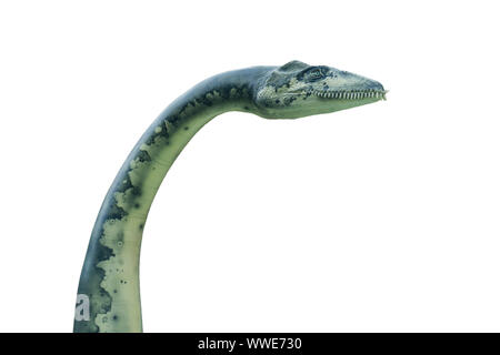 Portrait d'un plesiosaurus isolé sur fond blanc. Plesiosaurus était un dinosaure nageur.Aussi appelé elasmosaurus Banque D'Images