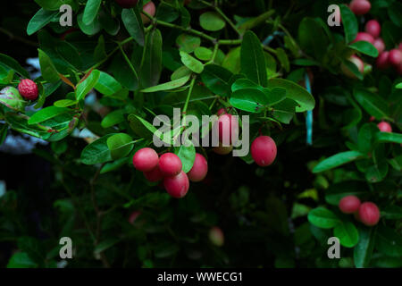 Carissa carandas, Carunda Karonda, mûres graines colorées rose ou rouge, agrumes tropicaux karanda ou koromcha, fruits Karanda (ou frais) carunda karanda (ou Banque D'Images