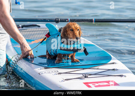 Teckel, chien de saucisse, sur le paddle board, portant une aide à la flottabilité des ailerons de requin. Événement Old Leigh Regatta sur l'estuaire de la Tamise, près de Southend Banque D'Images