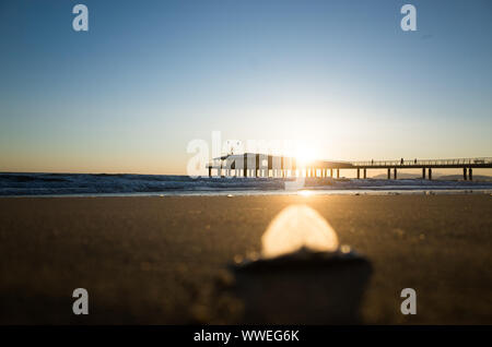 Velella également appelé ' barchetta di San Pietro" en italien sur une plage au coucher du soleil , profondeur de champ Banque D'Images