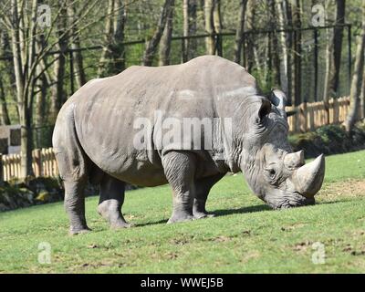 Close up of white rhinoceros grignoter sur l'herbe dans un zoo. Vue horizontale à l'arrière-plan flou Banque D'Images