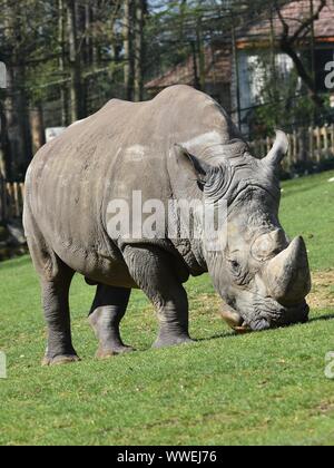 Close up of white rhinoceros grignoter sur l'herbe dans un zoo. Vue verticale à l'arrière-plan flou Banque D'Images