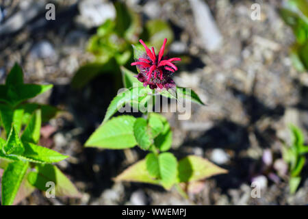 Les fleurs rouges de monarde Monarda didyma Cambridge Scarlet Banque D'Images