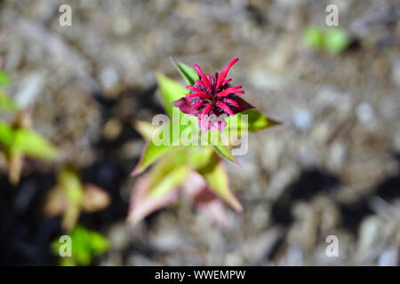 Les fleurs rouges de monarde Monarda didyma Cambridge Scarlet Banque D'Images