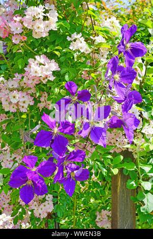 Fleur bleu violet de Clematis Jackmanii Superba sur la vigne Banque D'Images