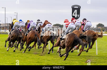 Chevaux et jockeys pendant une course à Musselburgh Racecourse, East, Lothian, Scotland, UK. Banque D'Images