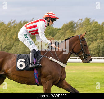 Rhona Jockey sur Pindare Tarnhelm avant le début de l'Handicap Santé JMC (Div II) à Musselburgh - 14 septembre 2019. Banque D'Images