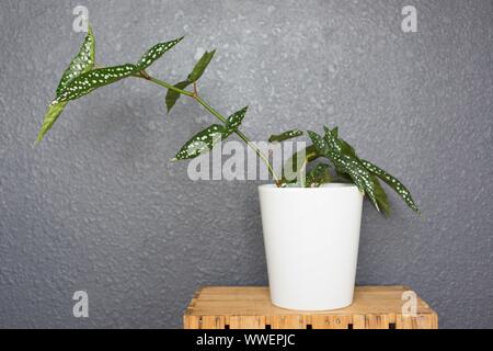 Begonia 'Mon Ange Spécial' (hybride) plante fibreuse de bégonia. Banque D'Images