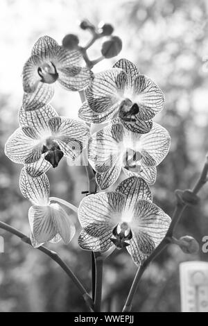 Orchidée Phalaenopsis. Concept Floral. Astuces d'orchidées. Comment prendre soin des orchidées à l'intérieur. La plupart des plantes communément cultivées. Fleurs orchidées close up. Orchidée fleur fleur rose et jaune. Banque D'Images