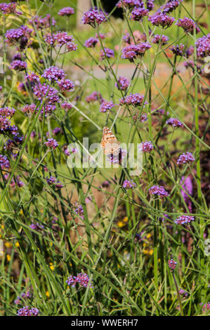 Papillon belle dame se nourrissant de Verbena bonariensis dans un jardin sauvage Banque D'Images
