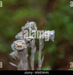 Grappe de fleurs sauvages de l'Indian Pipe sur un sol forestier au printemps (monitropa uniflora) Banque D'Images