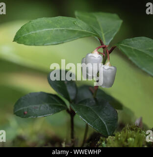 Thé des fleurs ( Gaultheria procumbens).sur le sol de la forêt en été dans la région de Algonquin Park Banque D'Images