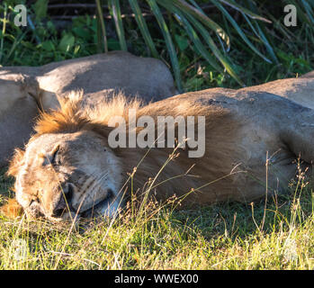 Un lion dormant paisiblement à l'ombre en Tanzanie. Banque D'Images