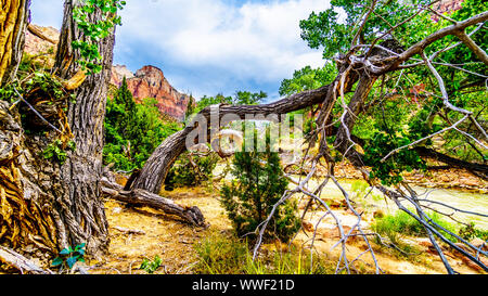 Feuillage vert sur un arbre tombé le long de la Pa'rus Trail comme il suit le long et au-dessus de la sinueuse rivière vierge dans le parc national de Zion dans l'Utah, USA Banque D'Images