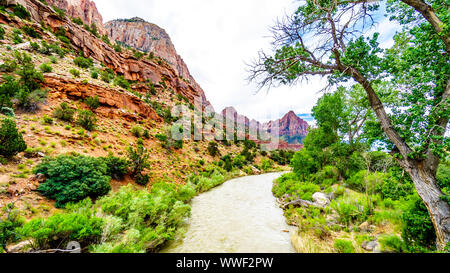 Rouge, rose et massive des falaises de grès Crème vu de la Pa'rus Trail comme il suit le long et au-dessus de la rivière vierge dans le Parc National Zion dans UT, USA Banque D'Images