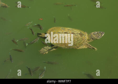 Tortue serpentine, Chelydra serpentina, et crapet arlequin, Lepomis macrochirus, se nourrissant des algues sur la carapace de tortue, Maryland Banque D'Images