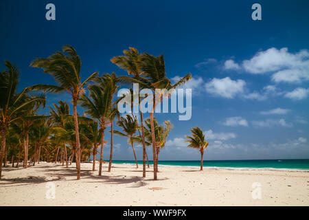 Paysage nature sauvage des Caraïbes près de la plage à Punta Cana. Incroyable plage tropicale avec palmier entrant dans l'océan à l'océan bleu azur, un sable d'or Banque D'Images