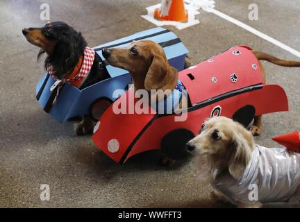 San Francisco, USA. 14Th Sep 2019. Les chiens habillés en costumes de style véhicule participer à une compétition de chiens de compagnie à San Francisco, États-Unis, le 14 septembre, 2019. La compétition s'est déroulée le samedi, au cours de laquelle les chiens ont présenté des costumes de style du véhicule et a participé à une course. Crédit : Li Jianguo/crédit : Xinhua Xinhua/Alamy Live News Banque D'Images
