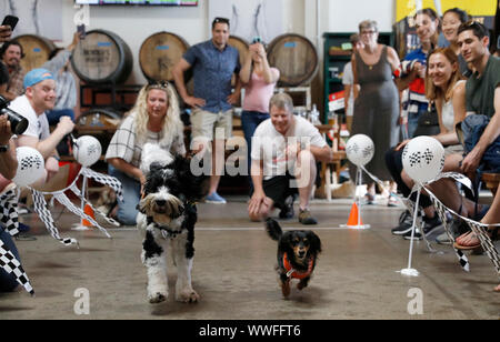 San Francisco, USA. 14Th Sep 2019. Les chiens de la concurrence pendant la session de course d'un chien la concurrence dans San Francisco, États-Unis, le 14 septembre, 2019. La compétition s'est déroulée le samedi, au cours de laquelle les chiens ont présenté des costumes de style du véhicule et a participé à une course. Crédit : Li Jianguo/crédit : Xinhua Xinhua/Alamy Live News Banque D'Images
