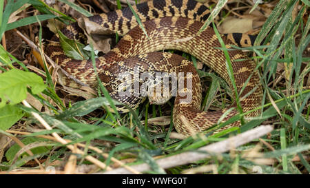 Couleuvre adultes(Pituophis catenifer sayi) Colorado, USA Banque D'Images