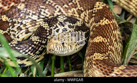 Couleuvre adultes(Pituophis catenifer sayi) Colorado, USA Banque D'Images